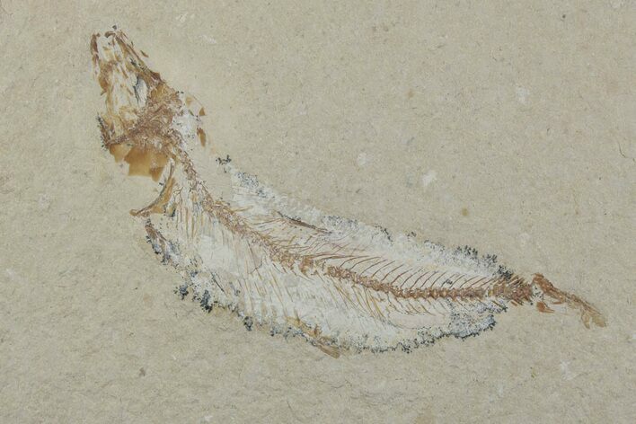 Cretaceous Fossil Fish (Gaudryella) - Lebanon #376364